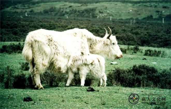 天祝白牦牛.jpg
