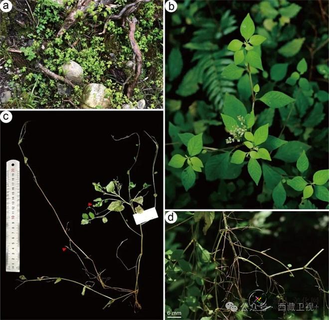 西藏墨脱县新发现三种植物新物种1.jpg