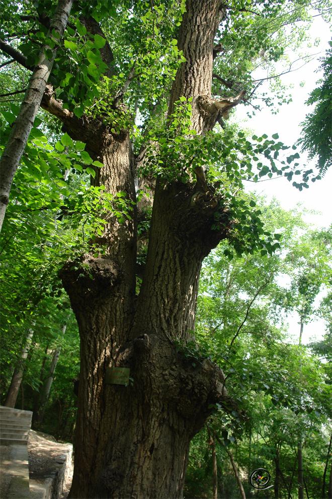 寿龄千年的的青杨树.JPG