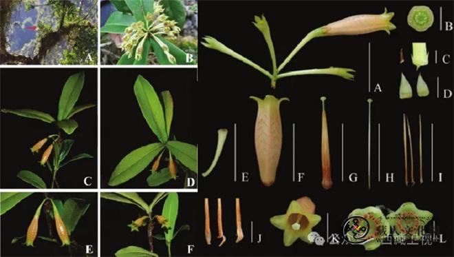 西藏墨脱县新发现三种植物新物种3.jpg