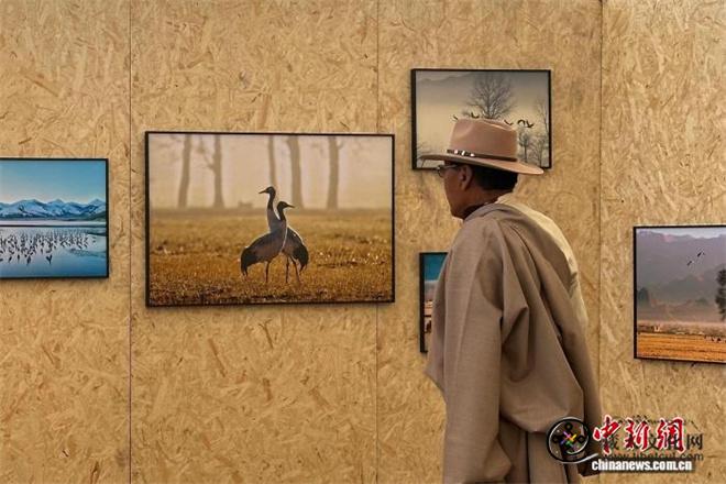 西藏拉萨推出黑颈鹤艺术叙事展.jpg