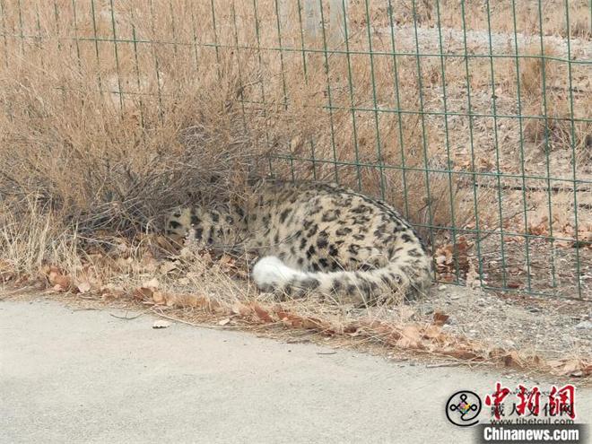 1741334150943333.jpg 柴达木盆地可鲁克湖—托素湖自然保护区首次发现雪豹.jpg