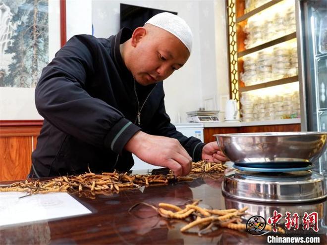 青海冬虫夏草鲜草陆续上市1.jpg