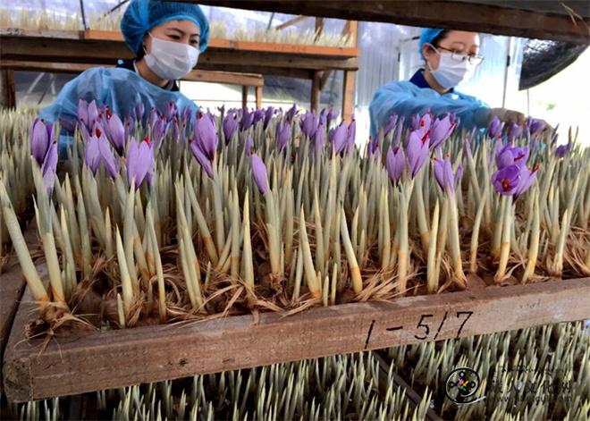 西藏藏红花首次“出海” 顺利出口加拿大2.jpg