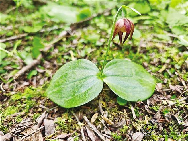 甘肃迭部首次发现极危物种巴朗山杓兰.jpg