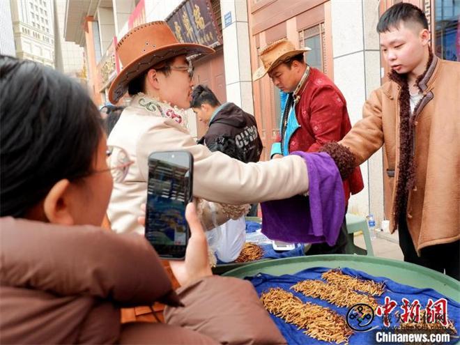 青海冬虫夏草鲜草陆续上市2.jpg