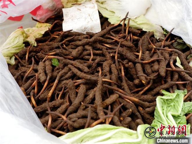 青海冬虫夏草鲜草陆续上市3.jpg