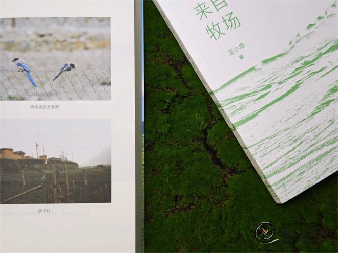 1745308490100407.jpg 《草籽来自不同的牧场》2.jpg