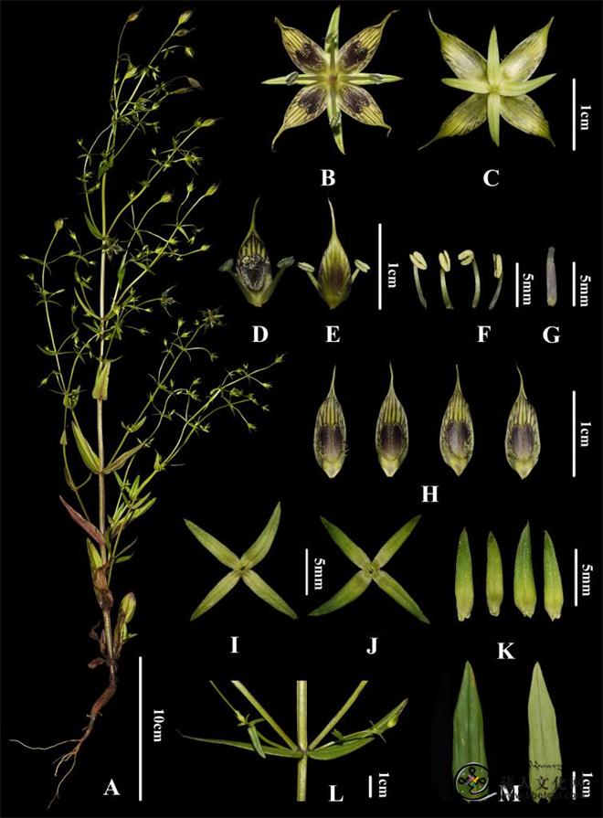 四川发现新物种“木里獐牙菜”1.jpg