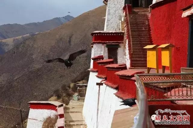 【阿卓评论】洛嘉才让：哧溜闪进风雨的幕布