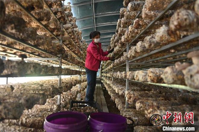 草原深处的“中国高原食用菌之乡”迎采收