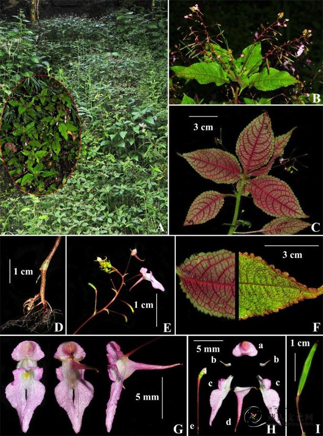 研究人员在西藏发现凤仙花属植物新物种