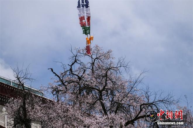 拉萨慈觉林桃花盛放 吸引市民游客“打卡”6.jpg