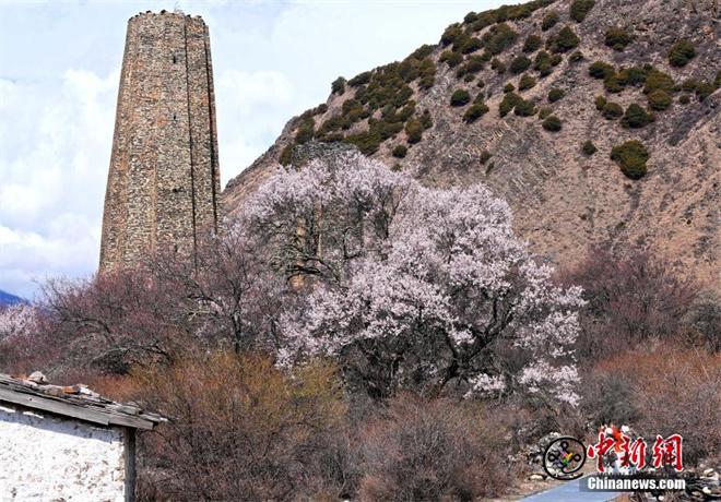 西藏林芝秀巴古堡群桃花绽放景色壮丽5.jpg