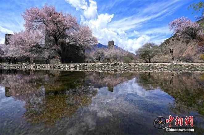 西藏林芝秀巴古堡群桃花绽放景色壮丽6.jpg